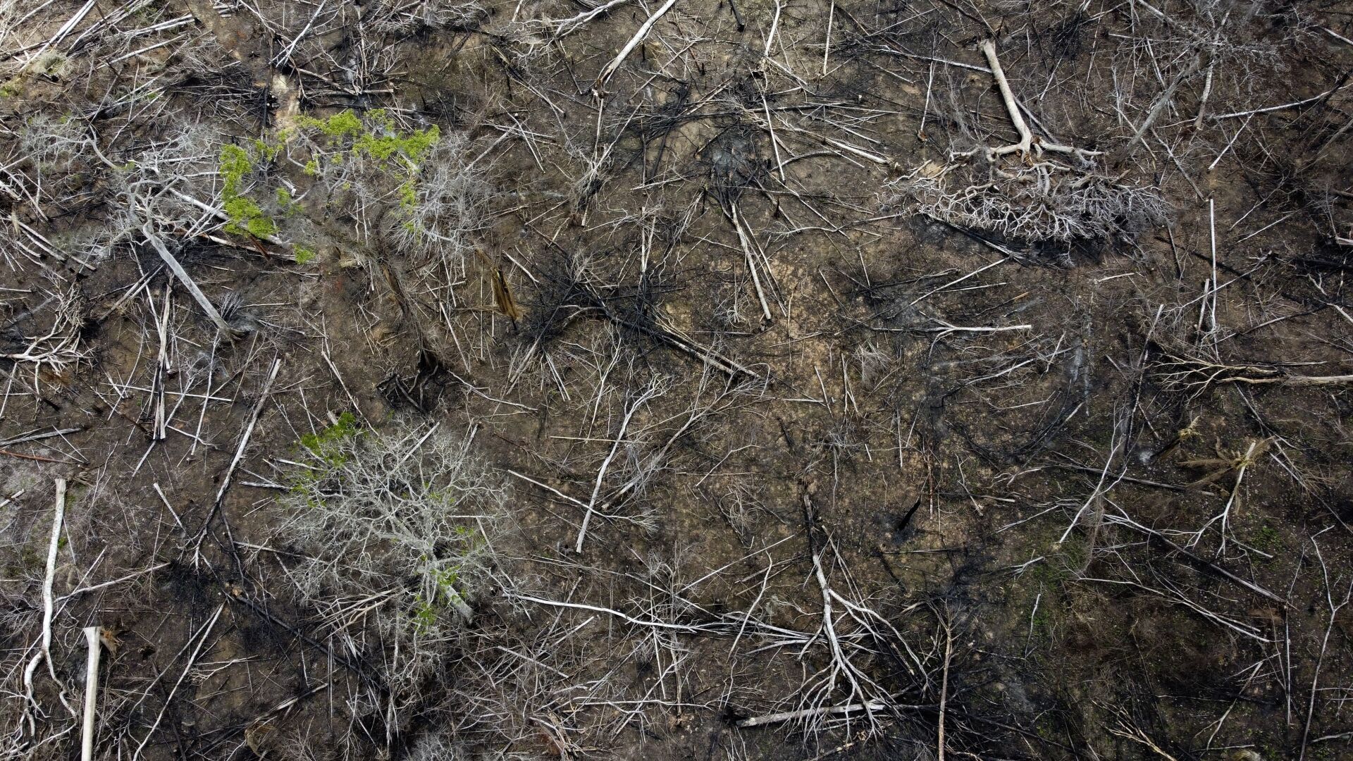 Brazil Protecting the Amazon